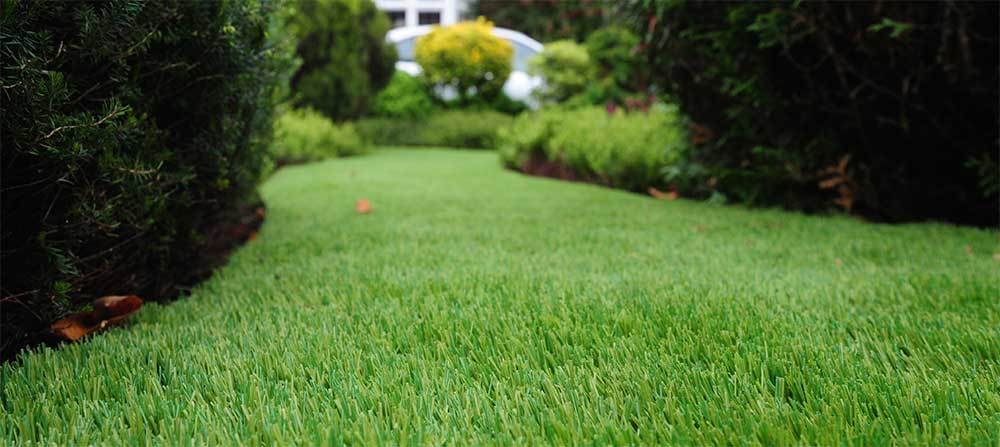 landscape grass