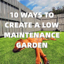 10 Ways to Create a Low-Maintenance Garden