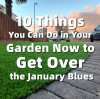 10 Things You Can Do in Your Garden Now to Get Over the January Blues