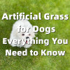 Искусственная трава для собак — все, что вам нужно знать