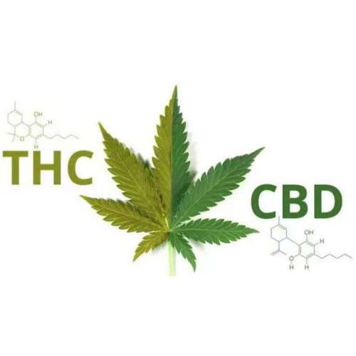 Entonces, ¿qué pasa con el cáñamo y el CBD en China?