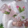 Flowers Packaging