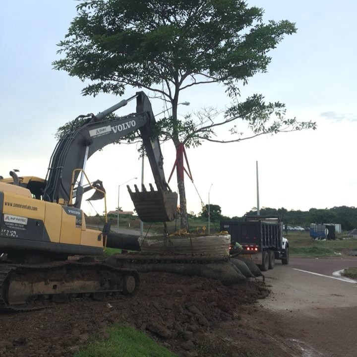 Tree Transplanting