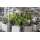 Large 10 Head Salad Multihead Weigher Leaves Packing Machine