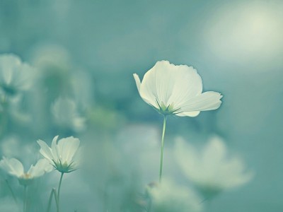 メーデー休みのお知らせ