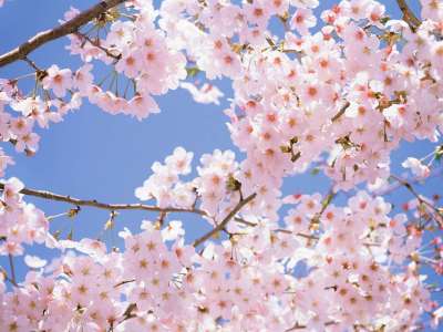 メーデー休みのお知らせ