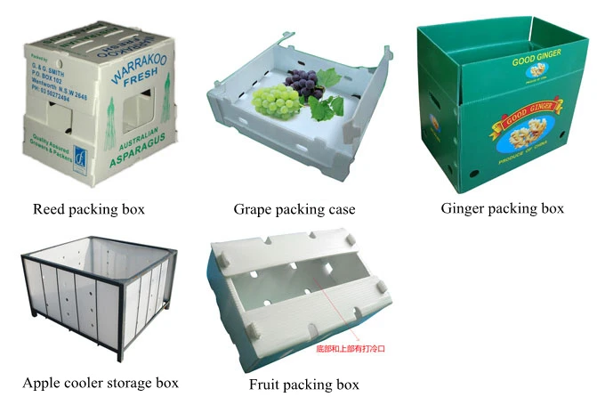Application of PP Plastic Hollow Corrugated sheet/Plate in Fruit,Vegetable and Food Packaging