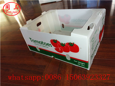 PP hollow sheet Tomatoes packing box