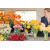 Super Absorbent Polymer For Transporting Cut Flowers