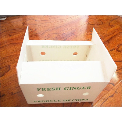 PP Corrugated corflute foldable okra packing box