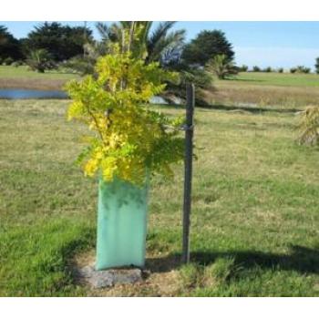 Corflute tree guards with wood sticks