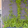 Simple DIY Green Wall Use Artificial Green Wall Build Your Green Wall System