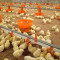 Automatic Poultry Nipple Drinking System for broiler