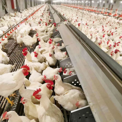 Automatic Egg colletion Single Hole Hen Chicken Laying Nesting Box  For Breeder