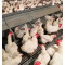 Automatic Egg colletion Single Hole Hen Chicken Laying Nesting Box  For Breeder