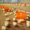 Poultry Start Feed tray For poultry Rearing Period