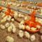 Automatic Broiler Chicken Poultry Auger Pan Feeding System