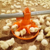 Open type broiler poultry feed pan for commerial meat production