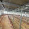 Auto Commericial Broiler Chicken Feeding System for Meat Production