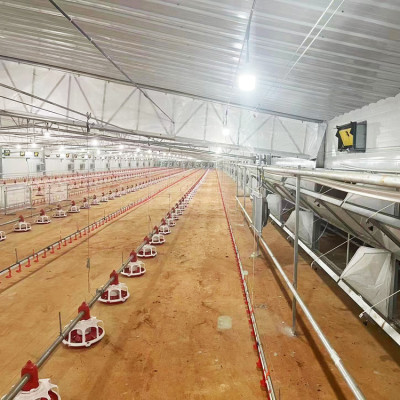 Auto Commericial Broiler Chicken Feeding System for Meat Production