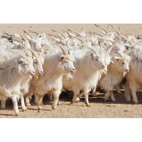 Cashmere: meritato costoso