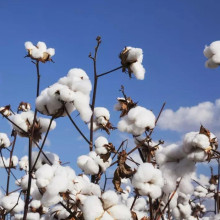 Cotton companies call on China to set its own standards: US is speeding up action!