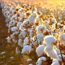 Cotton spot market stability futures market weakening