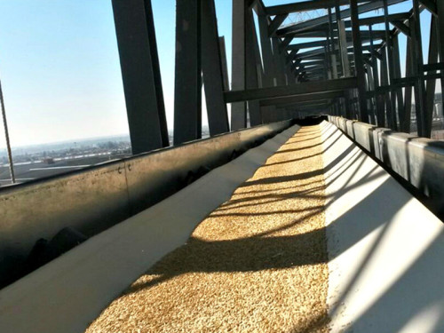 Large Scale Grain Belt Conveyor for Stacking Corn, Rice，Wheat