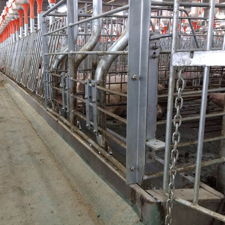 Common problems in pig breeding