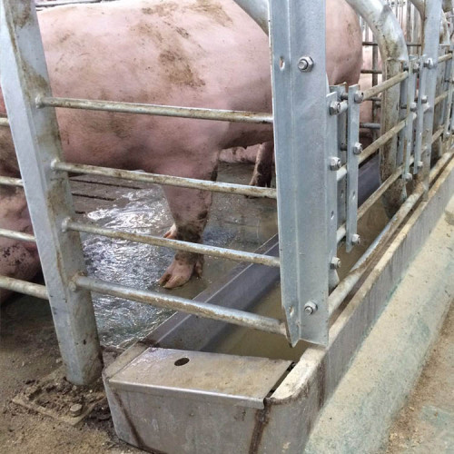 Cason | Group long feeder trough for gestation pig crate | Feeding Equipment Wholesale