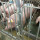 Group long feeder trough for gestation pig crate