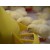 Cason | Europe design Plastic broiler poultry feed pan chicken feeder | Feeding Accessories Wholesale