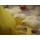 Europe design Plastic broiler poultry feed pan