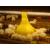 Cason | Europe design Plastic broiler poultry feed pan chicken feeder | Feeding Accessories Wholesale