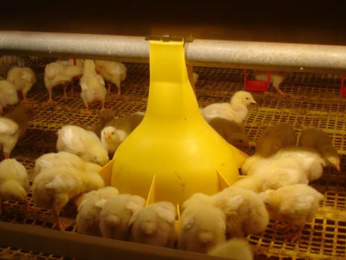 Cason | Europe design Plastic broiler poultry feed pan chicken feeder | Feeding Accessories Wholesale