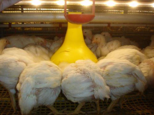 Europe design Plastic broiler poultry feed pan