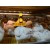 Cason | Europe design Plastic broiler poultry feed pan chicken feeder | Feeding Accessories Wholesale