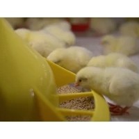 Cason | Poultry Feed Pan Plastic Chicken Feeder for Commercial Broiler Barn | Feeding Accessories Wholesale