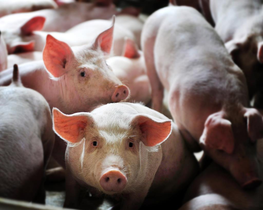 How to prevent and control the epidemic situation in pig breeding？