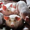 How to prevent and control the epidemic situation in pig breeding？