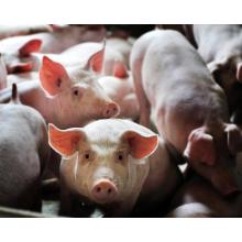 How to prevent and control the epidemic situation in pig breeding？