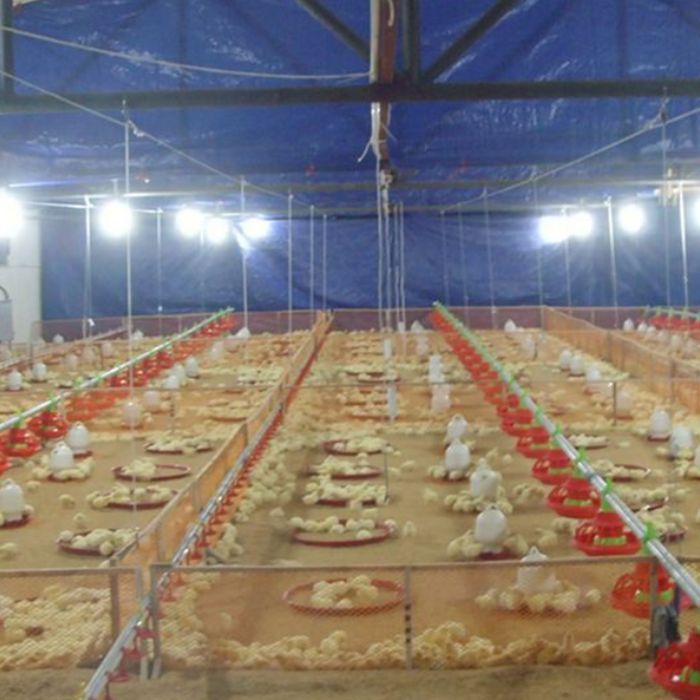 How small and medium-sized chicken farms survive