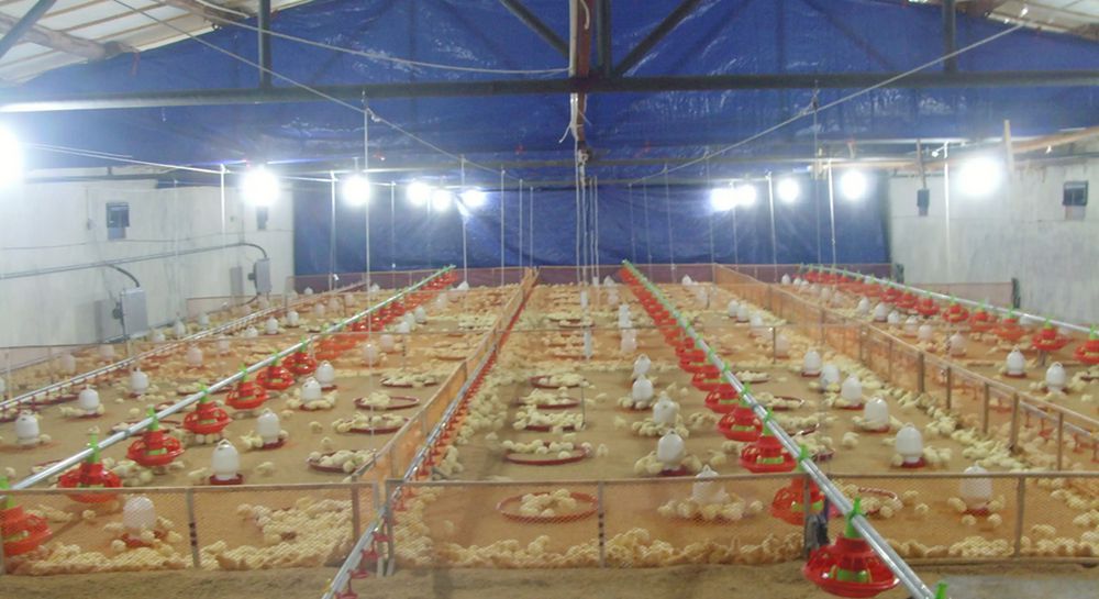 small poultry farm
