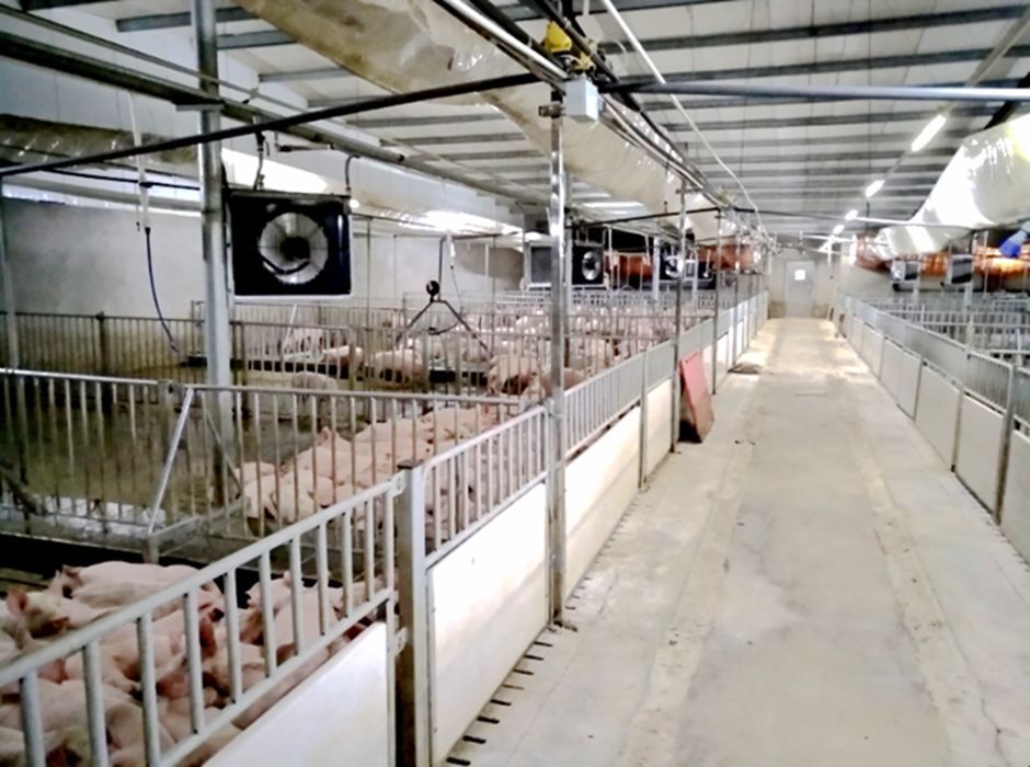 Eight step disinfection method for pig farms