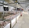 Eight step disinfection method for pig farms