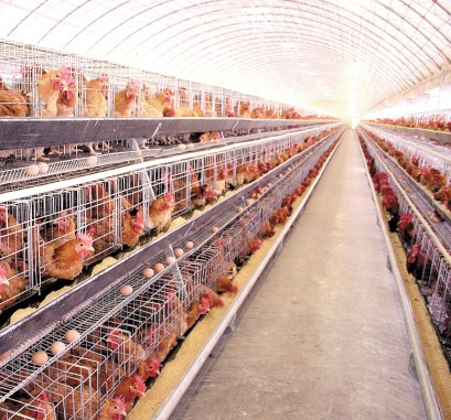 How to Manage the laying hens feeding and expected delivery？