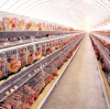 How to Manage the laying hens feeding and expected delivery？