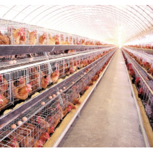 How to Manage the laying hens feeding and expected delivery？