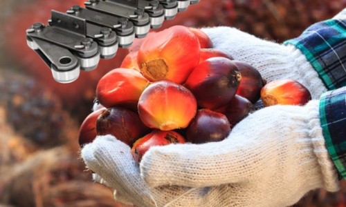 What You Need to Know About Palm Oil Chains