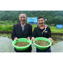 The country's first water Hema village settled in Chongqing, the endangered Brasenia species expanded